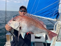 【釣果速報】でか～～～～い！神奈川県村本海事で2.90kgのマダイキャッチ！現在、中～大鯛メインにコンスタントに釣れてる模様です！