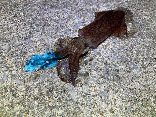 プロト品で釣れたマメイカ