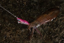 ライトエギング釣行記Vol.4～春の北海道遠征～