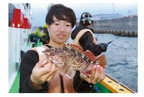 手軽に数釣りが楽しめる　週末に夜カサゴはいかが？