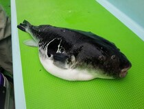 釣り仲間と盛り上がる　富浦沖のトラフグ祭り