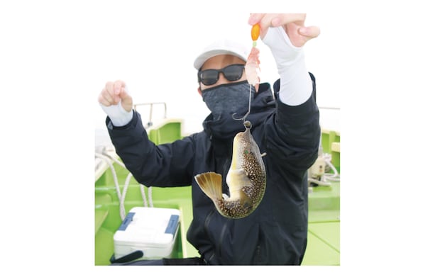 東京湾にショウサイあり初夏の湾フグ好期突入！