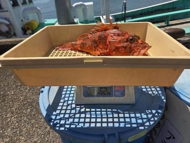 釣果