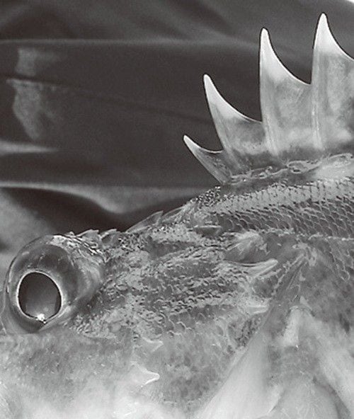 魚の写真