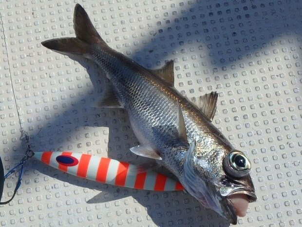何が釣れるかお楽しみ クロムツのツ抜け達成
