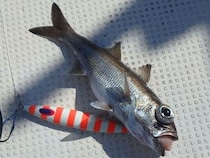 何が釣れるかお楽しみ　クロムツのツ抜け達成