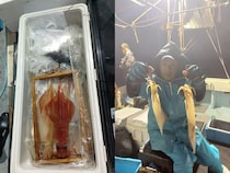 【釣果速報】福岡県昌富丸でMAX55cmの胴長ヤリイカ確保！ビッグサイズの高級イカを今こそ狙いに行こう！
