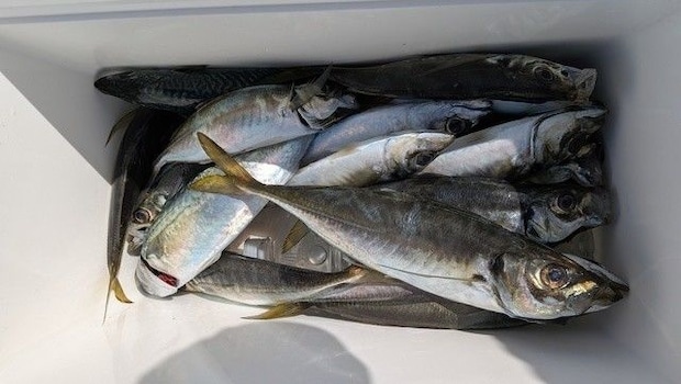 釣果