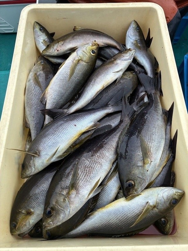 釣果