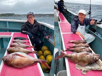 【釣果速報】神奈川県正海丸で良型マダイゲット達成！メジナ＆イサキも大漁で大満足の釣果に！乗船するなら今でしょ！