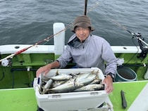 【釣果速報】神奈川県政信丸でアジトップ80匹！アジの数釣りを楽しむなら神奈川県政信丸に乗船を！