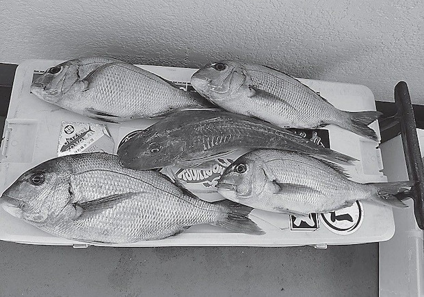 魚の写真