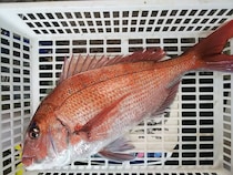 鹿島沖でマダイ好調　良型交じりで食い活発