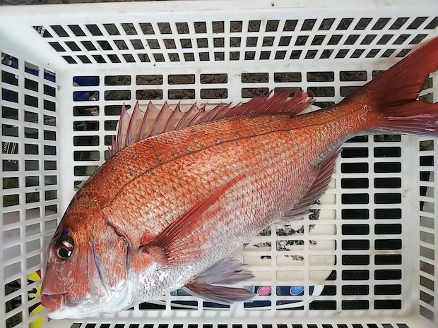 鹿島沖でマダイ好調　良型交じりで食い活発