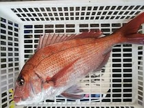 鹿島沖でマダイ好調　良型交じりで食い活発