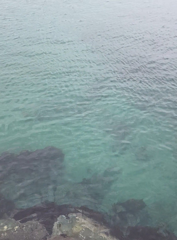福岡宗像エリアの浅場(砂地に点在する藻場)