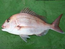 久里浜沖で朝イチ勝負！3本バリ仕掛けでダブル