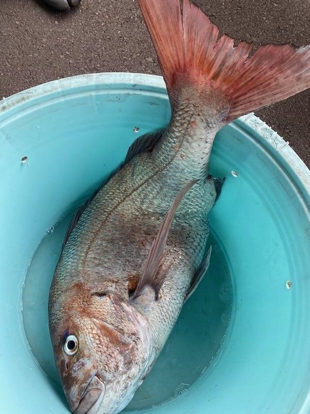 釣果