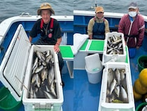 【釣果速報】良型イサキがダブル＆トリプルで釣れまくり！数釣りを楽しむなら神奈川県大松丸に乗船を！