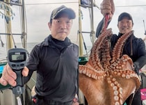 【釣果速報】兵庫県海蓮丸はマダコが連日大漁！今回は100cmの大物キャッチ！この勢いに今すぐ乗ろう！
