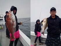 【釣果速報】長崎県大吉丸の釣果が超壮観！イサキ大行列！めちゃくちゃ釣れてます！あなたも数釣りを楽しもう！