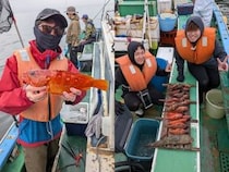 【釣果速報】アカハタ・カサゴ・キジハタなど多彩な魚種で船内がカラフルに！あなたも神奈川県ゆうせい丸で大興奮の釣行を味わおう！