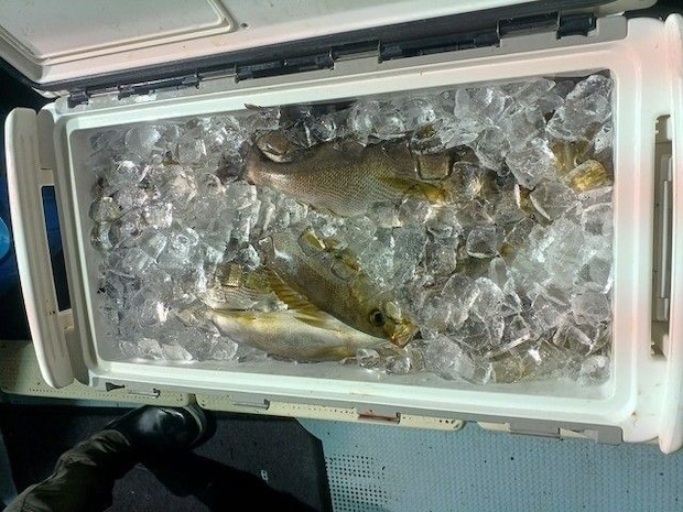 釣果