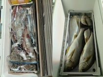 【釣果速報】イサキ・ヤリイカのヒットが連発！福岡県昌富丸の釣行でクーラーボックスを人気魚種でいっぱいにしよう！