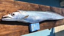 ヒットパターンを探るムズ面白いテンビン釣り