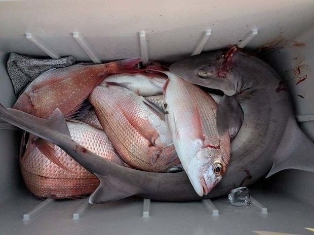 釣果