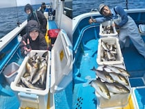【釣果速報】神奈川県成銀丸で朝からイサキラッシュ！クーラー即満タンで皆様大満足！イサキの強烈な引きをどこよりも楽しめます！