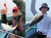 【釣果速報】茨城県幸栄丸で40cmのジャンボサイズを筆頭にショウサイフグが釣れまくり！味も極上な今が乗船どき！