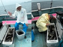 【釣果速報】納竿までイサキざんまい！神奈川県正海丸で全員30匹以上ゲットの快挙！初心者さんもいらっしゃい！