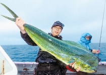 相模湾のルアーシイラ