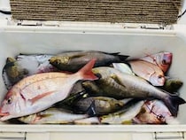 【釣果速報】船上にイサキ・ハナダイなどオールスター大集結！40cmの良型イサキも！千葉県太幸丸なら色んな釣りが一度に楽しめます！