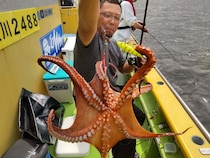【釣果速報】神奈川県鴨下丸kawanaでマダコ釣り好調！連発で大興奮！三連休はマダコ釣りで決まり！