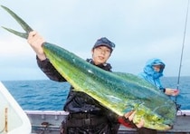 相模湾のルアーシイラ
