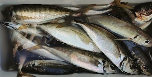 釣果