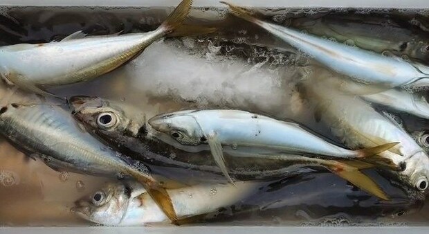 釣果
