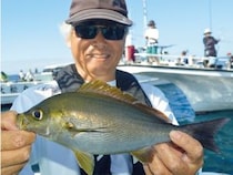 爽快スタート！ 剣崎沖のイサキ