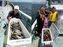 【釣果速報】イサキGET！竿頭はなんと88匹！神奈川県正海丸で人気魚種の数釣りを楽しもう！