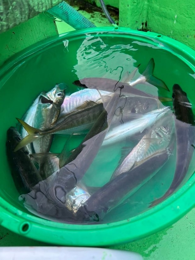 釣果