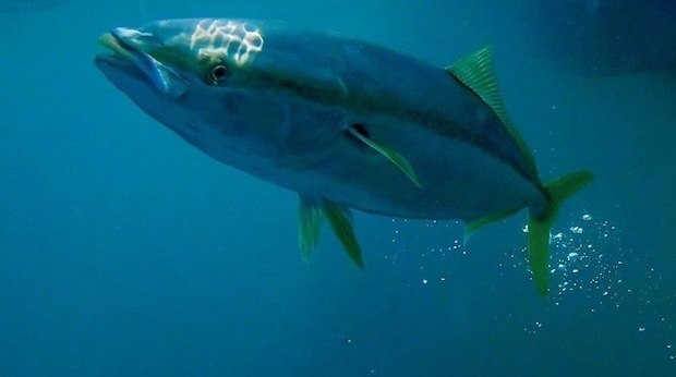 魚の写真