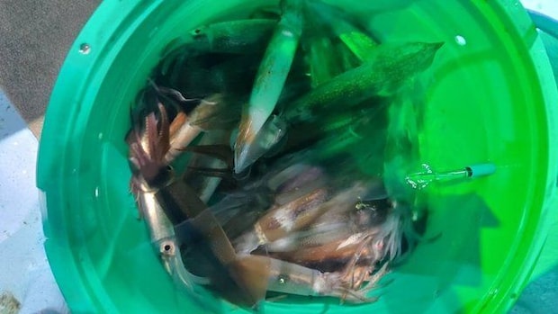 釣果