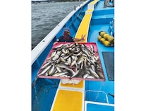 【釣果速報】神奈川県成銀丸のイサキの釣果がバズってる！竿頭100匹オーバー！釣れすぎて笑いが止まらない釣行を体験してみませんか？