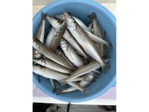 【釣果速報】神奈川県金沢八景 黒川丸でアジ入れ食い！良型シロギスも！好調な今シーズン、自己最高記録を狙ってみませんか？