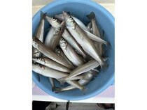 【釣果速報】神奈川県金沢八景 黒川丸でアジ入れ食い！良型シロギスも！好調な今シーズン、自己最高記録を狙ってみませんか？