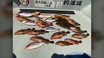 【釣果速報】イワシの落とし込みでキジハタ40cm 船長は「シーズン短い」と書いています