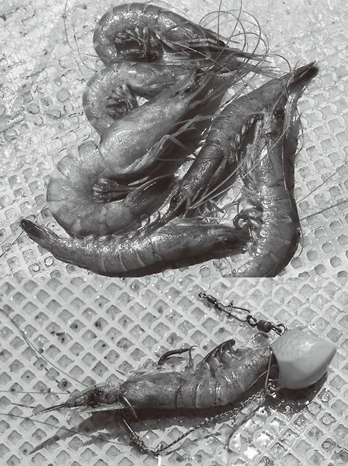 エビエサの写真