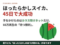 庭の「ほったらかしスイカ」が45日後、真っ赤な大成功——66万再生の家族動画に、釣り人が深くうなずく理由